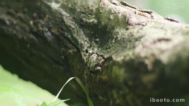蚂蚁在树木爬行实拍